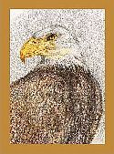 Northwest Animals Collection